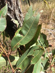Corymbia xanthope