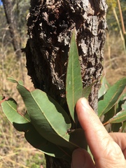 Corymbia xanthope