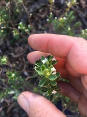 Pimelea leptospermoides