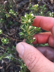 Pimelea leptospermoides