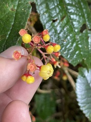Miconia hymenanthera