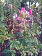 Cleome