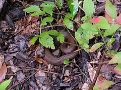 Agkistrodon piscivorus