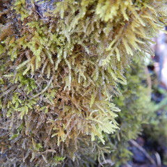 Eurhynchiastrum pulchellum