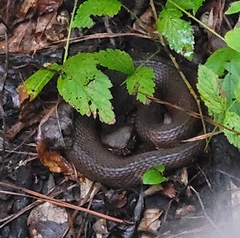 Agkistrodon piscivorus