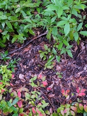 Agkistrodon piscivorus