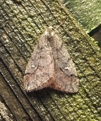 Paleacrita merriccata