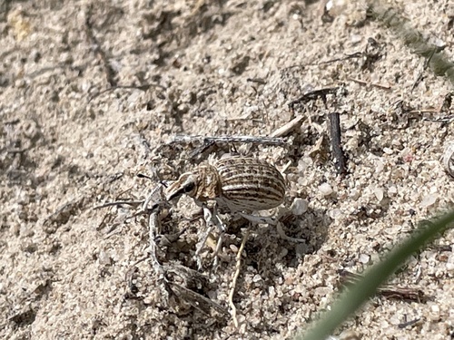 Hump-necked Broad-nosed Weevil