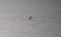 Melanitta perspicillata