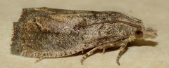 Eucosma sombreana