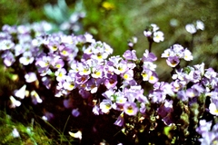 Euphrasia collina diversicolor