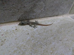 Hemidactylus garnotii