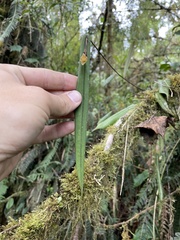 Pleurothallis variabilis