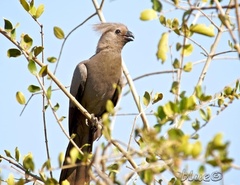 Corythaixoides concolor concolor