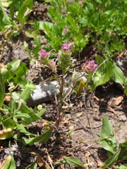 Orthocarpus cuspidatus