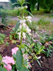 Stachys annua
