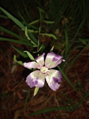 Clarkia williamsonii