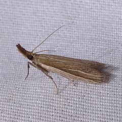 Tampa dimediatella