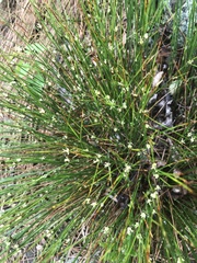 Oreojuncus trifidus
