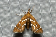 Panotima angularis