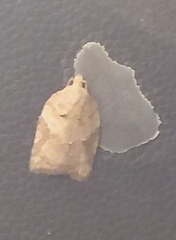 Acleris placidana