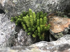 Huperzia appressa