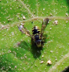 Paranthidium gabbii