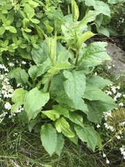 Solidago macrophylla
