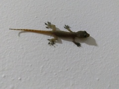 Hemidactylus garnotii