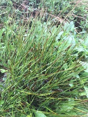 Oreojuncus trifidus