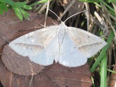 Lychnosea intermicata