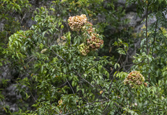 Boniodendron parviflorum