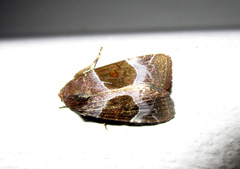 Hampsonodes mastoides