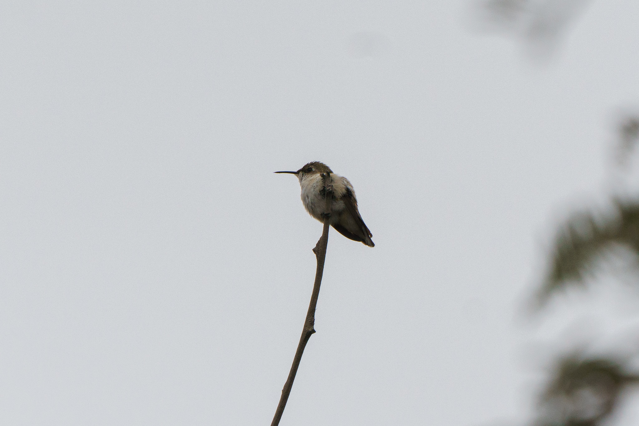 Chilean Woodstar (Eulidia yarrellii), photo 6