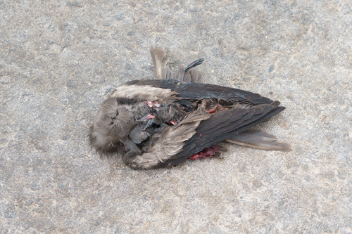 Markham's Storm Petrel (Hydrobates markhami), photo 3