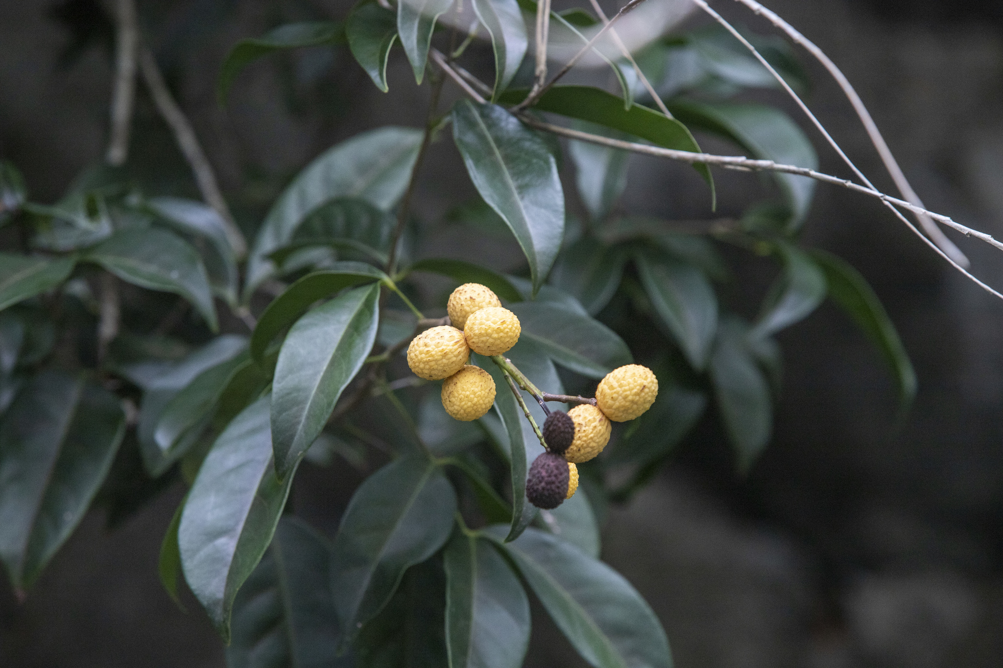 Xerospermum noronhianum (Xerospermum noronhianum)