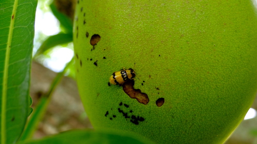 (Walterianella inscripta)