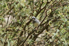 Anairetes reguloides