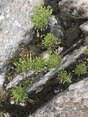 Mononeuria groenlandica