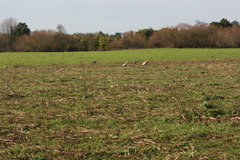 Theristicus melanopis