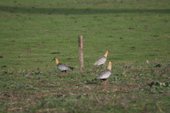 Theristicus melanopis