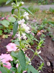 Stachys annua