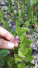 Rubus arcticus stellatus