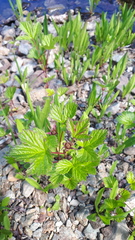 Rubus arcticus