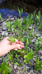 Rubus arcticus