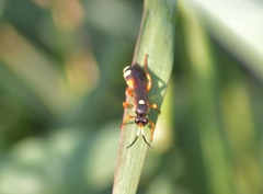 Ichneumon ambulatorius