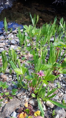 Rubus arcticus