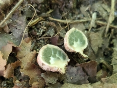 Phallogaster saccatus