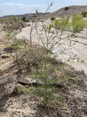 Cordylanthus wrightii