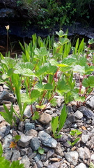 Rubus arcticus